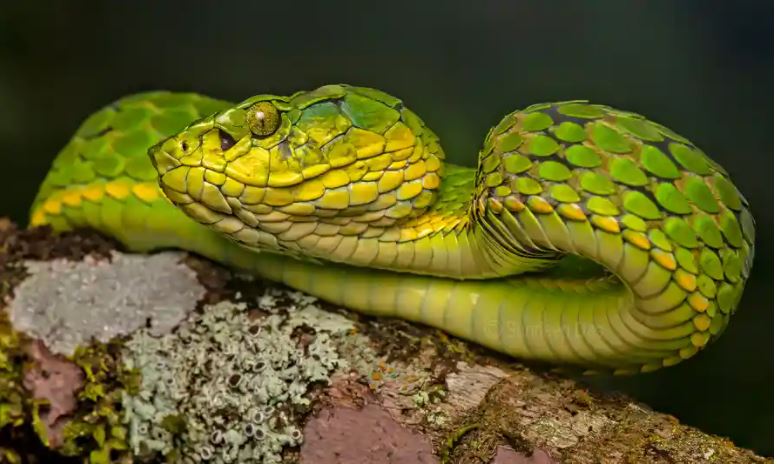 snake bite app 