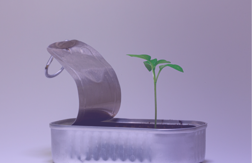 Startup seedling in sardine tin