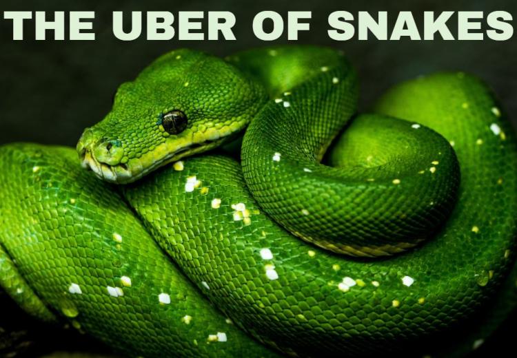 snake bite app green snake