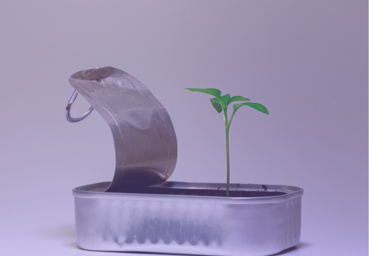 Startup seedling in sardine tin